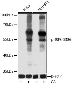 IRF3 (Phospho-S386) antibody