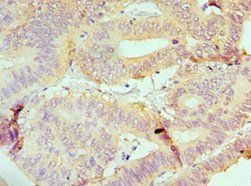 IRF4 Antibody