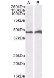 Goat anti-IRF4 Antibody