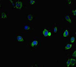IRF5 Antibody