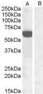 Goat anti-IRF5 Antibody