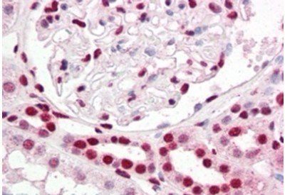 Goat anti-IRF6 Antibody