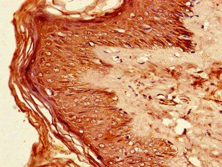 IRF7 Antibody