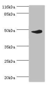 Irf8 antibody