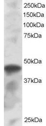 Goat anti-ICSBP1 / IRF8 Antibody