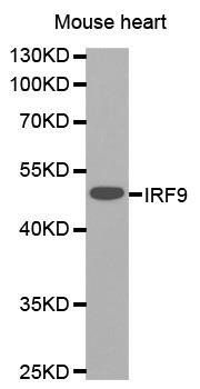 IRF9 antibody