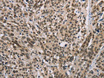 IRF9 Antibody