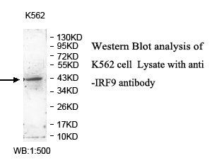 IRF9 antibody