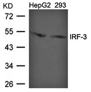 IRF-3 (Ab-396) Antibody
