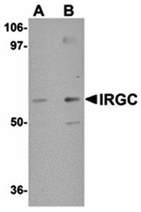 IRGC Antibody