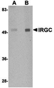 IRGC Antibody