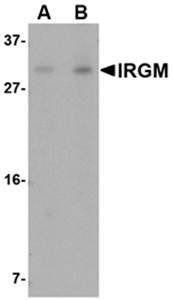 IRGM Antibody