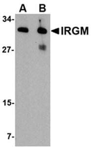 IRGM Antibody