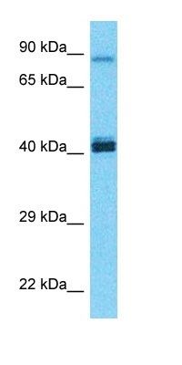 IRPL1 antibody