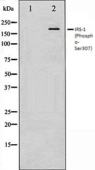 IRS-1 (Phospho-Ser307) antibody