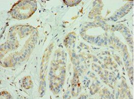 IRS1 Antibody