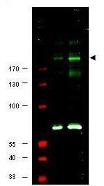 IRS1 (phospho-S307) antibody
