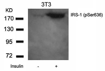IRS (Phospho-Ser636) Antibody