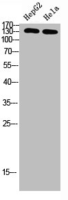 IRS2 Antibody