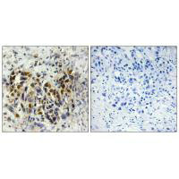 IRX3 Antibody