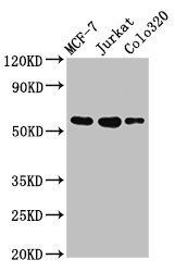 IRX4 antibody