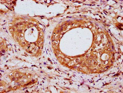 IRX6 Antibody