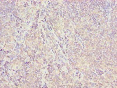 ISCA2 antibody