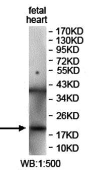 ISCU antibody