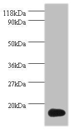 ISG15 antibody