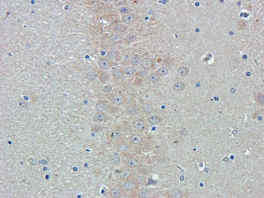 ISG15 antibody