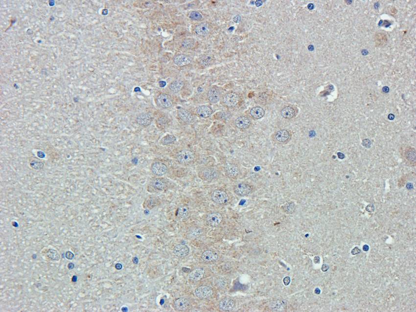 ISG15 antibody