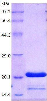 ISG15 protein
