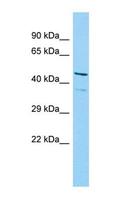 ISG20L2 antibody