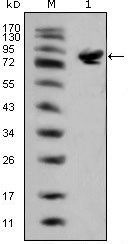 ISL1 Antibody