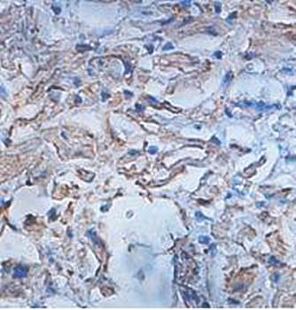 ISLR Rabbit Polyclonal Antibody
