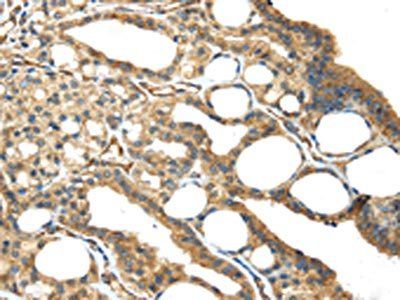 ISM2 Antibody