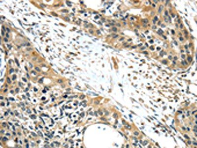 ISM2 Antibody