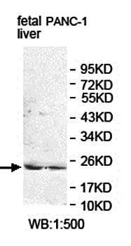 ISOC2 antibody