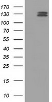 Isocitrate dehydrogenase (IDH1) antibody
