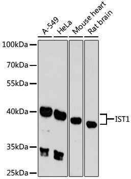 IST1 antibody