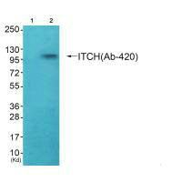 ITCH (Ab-420) antibody