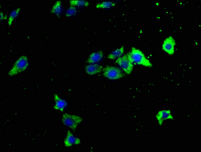 ITCH Antibody