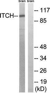 ITCH antibody