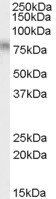 Goat anti-TCF3 / ITF1 Antibody