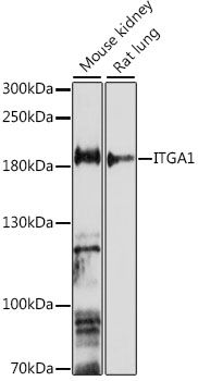 ITGA1 antibody