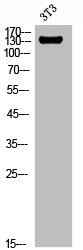 ITGA2 antibody