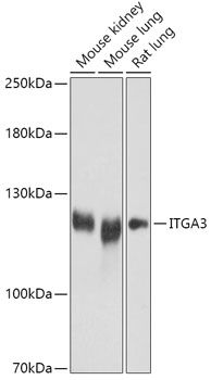 ITGA3 antibody