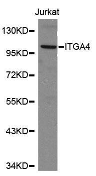 ITGA4 antibody