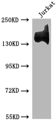 ITGA4 antibody