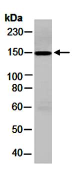 ITGA4 (C) Antibody, Rabbit Polyclonal